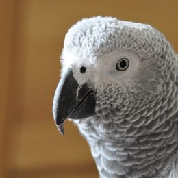 élever un gris du Gabon
