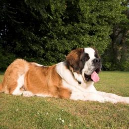 un saint-bernard