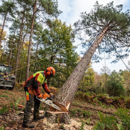 Abattage professionnel d'un arbre penché