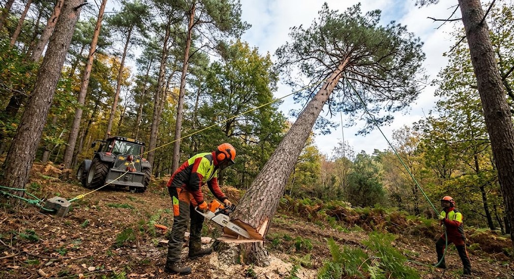 Abattage professionnel d'un arbre penché