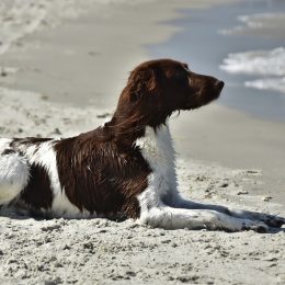 Un chien a la plage