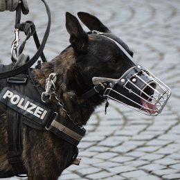 chien-de-garde