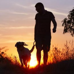 chien guide