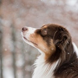 chien errant