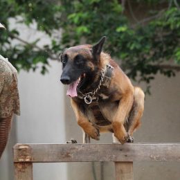 Comment sont dressés les chiens policiers?