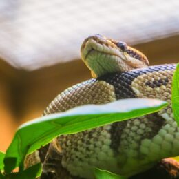 10-Les différentes méthodes de chauffage pour maintenir la température optimale dans le terrarium de votre serpent