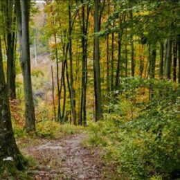 parcelle forestière