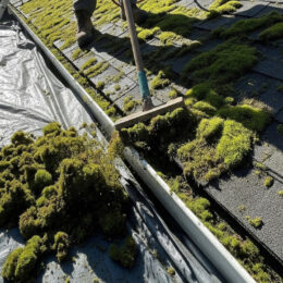 Besoin de démoussage de toiture