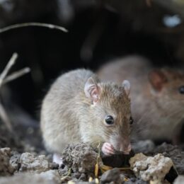 Signes d’une invasion de rongeurs