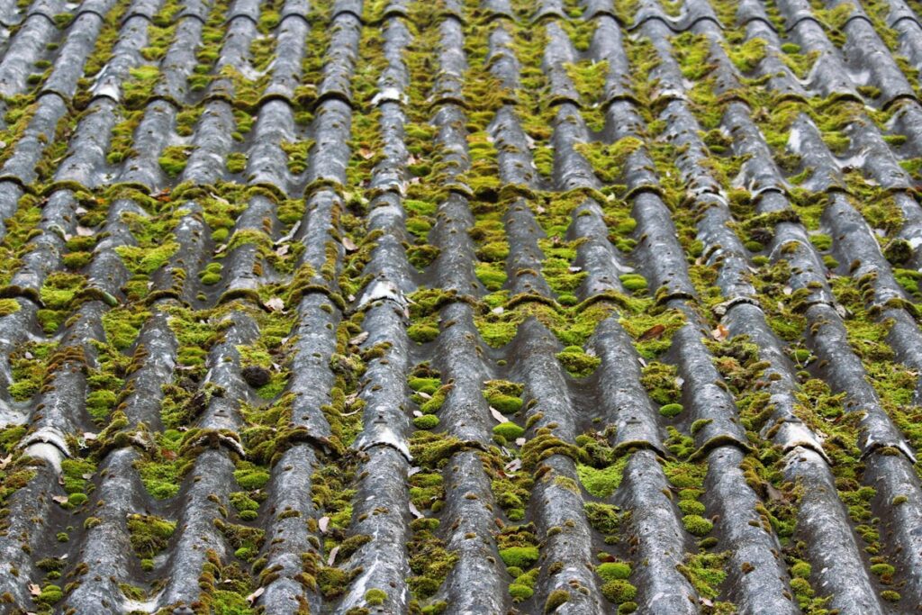 Risques de la présence de mousse sur la toiture