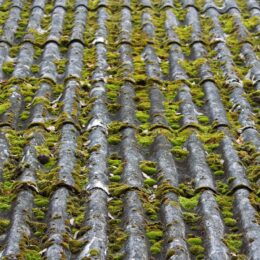 Risques de la présence de mousse sur la toiture