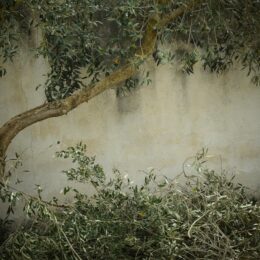 découvrez nos conseils et techniques pour une récupération optimale après la taille des arbres, assurant santé et beauté à vos végétaux.