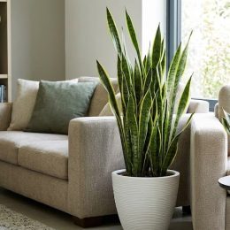 Sansevieria : bienfaits pour la maison